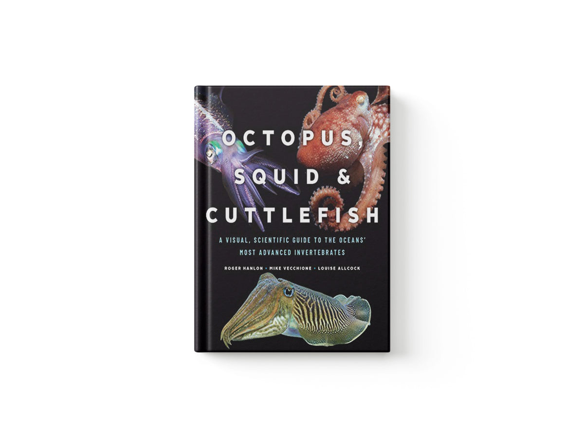 Octopus, Squid, and Cuttlefish by Louise Allcock; Roger Hanlon; Mike Vecchione; 9780226459561