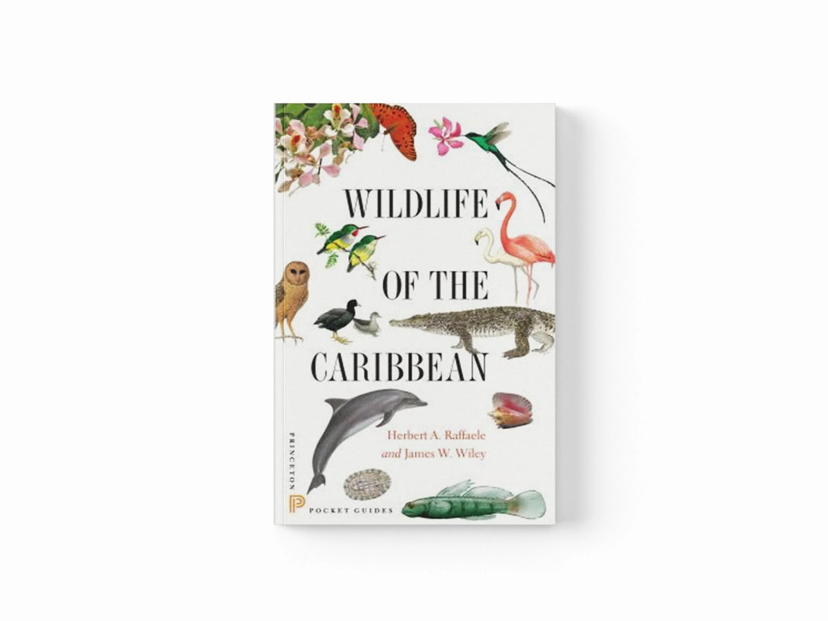 Wildlife of the Caribbean by Herbert A. Raffaele; James Wiley; 9780691153827