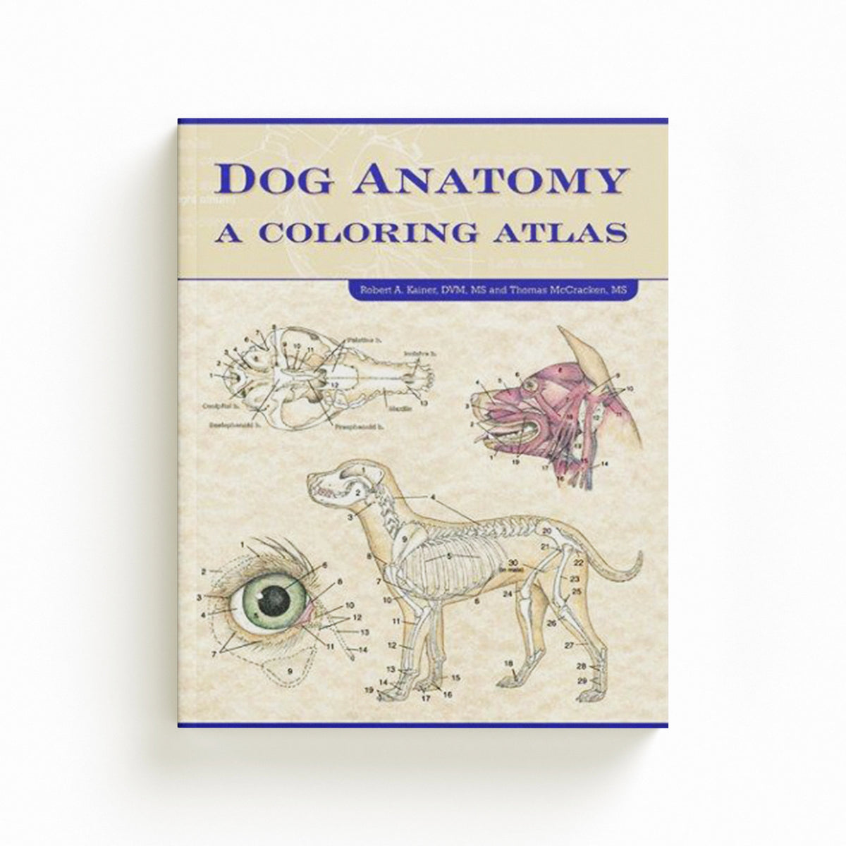 Dog Anatomy by Robert  Kainer; Thomas O., MS  McCraken; 9781893441170
